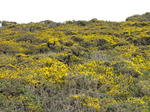 SX05235 Field yellow of Gorse (Ulex europaeus).jpg